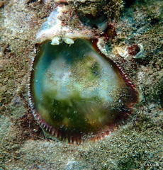 Spondylus violacescens