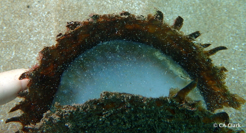 Black-lip Pearl Shell