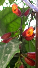 Thunbergia coccinea