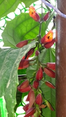 Thunbergia coccinea
