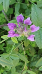 Bituminaria
