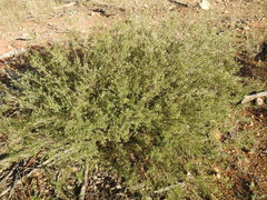 Dillwynia sieberi