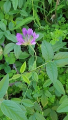Bituminaria