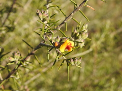 Dillwynia sieberi