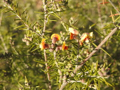 Dillwynia sieberi
