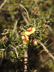 Dillwynia sieberi