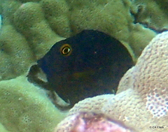 Ctenochaetus strigosus