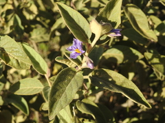 Solanum nemophilum