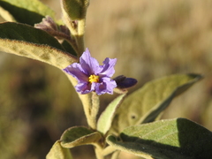 Solanum nemophilum