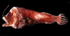 Horned Lantern Fish photo 1
