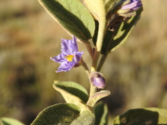 Solanum nemophilum