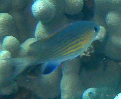 Pycnochromis vanderbilti