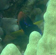 Centropyge potteri