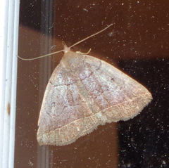 Zanclognatha obscuripennis