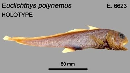 Eucla Cod