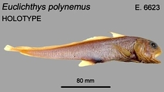 Eucla Cod photo 1
