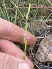 Striga curviflora