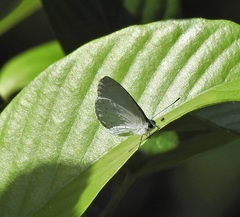 Eirmocides margarita