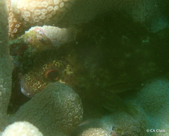 Sebastapistes coniorta