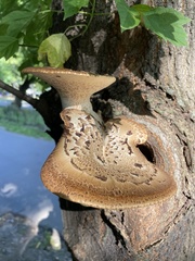 Cerioporus squamosus