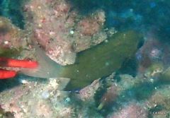 Pycnochromis pacifica