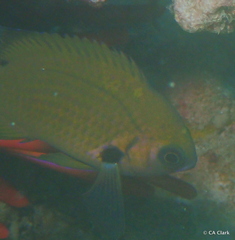 Pycnochromis pacifica