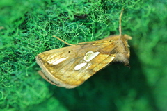 Plusia putnami