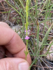 Striga curviflora