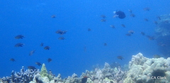Pycnochromis vanderbilti