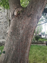 Taxodium distichum