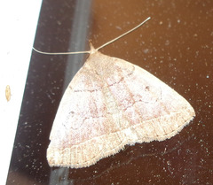 Zanclognatha obscuripennis