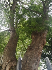 Taxodium distichum