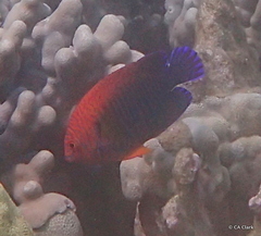 Centropyge potteri