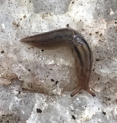 Ambigolimax