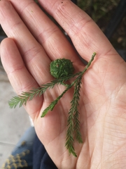 Taxodium distichum