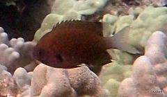 Pycnochromis pacifica