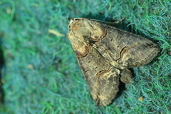 Abrostola tripartita