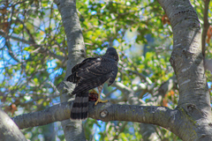 Accipiter cooperii