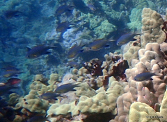 Pycnochromis vanderbilti