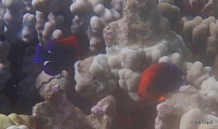 Centropyge potteri