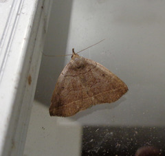 Zanclognatha obscuripennis