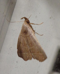 Zanclognatha obscuripennis