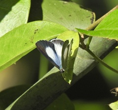 Eirmocides margarita