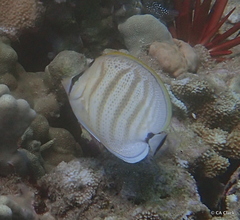 Chaetodon multicinctus