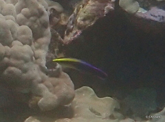 Labroides phthirophagus