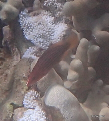 Pseudocheilinus octotaenia