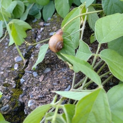 Cyclophorus moellendorffi