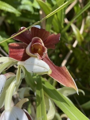 Phaius australis