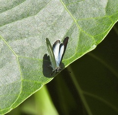Eirmocides margarita