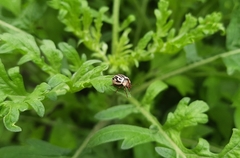 Zygogramma bicolorata